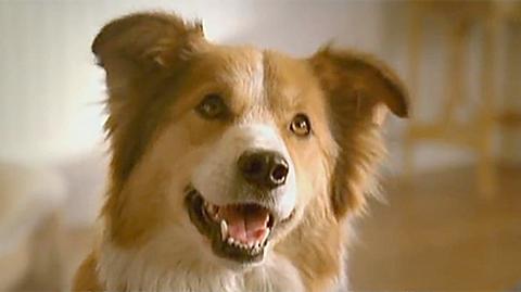 Pierwsza reklama TV specjalnie dla psów