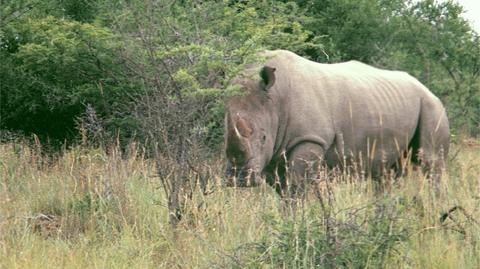 Nosorożec biały północny jest zagrożony wyginięciem