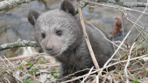 Niedźwiedzica uratowana w Bieszczadach