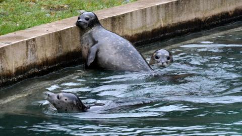 Troje nowych mieszkańców wrocławskiego zoo