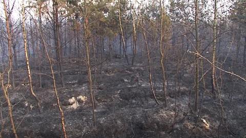 Strażacy dogasili śląskie lasy