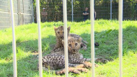 Małe gepardy z opolskiego zoo 
