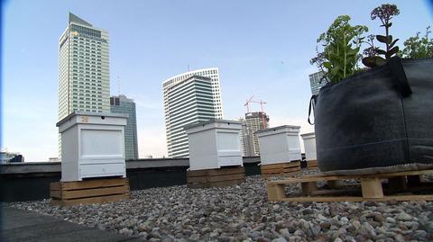 Dach pełen pszczół