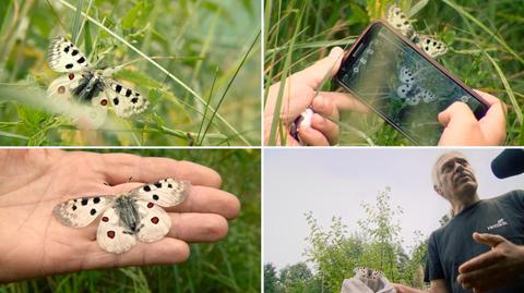 Mieszkaniec Dolnego Śląska przywraca motyle naturze