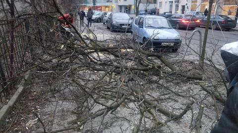 Poznań: wycinane drzewo spadło na chodnik i uszkodziło auto