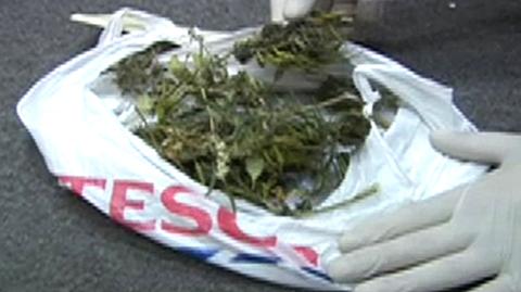 Policja aresztowała hodowcę marihuany