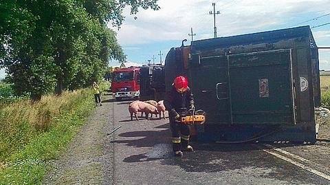 Wypadek tira transportującego świnie