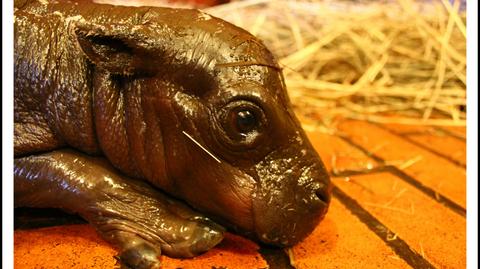 Samiczka hipopotama karłowatego tydzień temu przyszła na świat we wrocławskim zoo