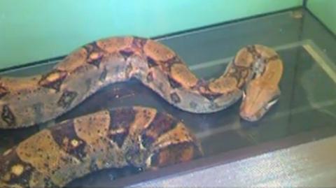 Żywy wąż odnaleziony w śmietniku. Zmarł z wyziębienia