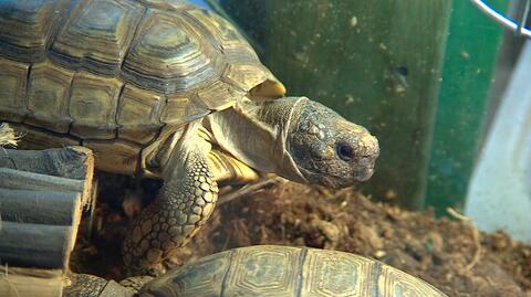 Żółwie argentyńskie to nowi mieszkańcy wrocławskiego zoo