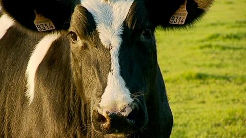Krowy zarażone wąglikiem. Polscy konsumenci są bezpieczni?