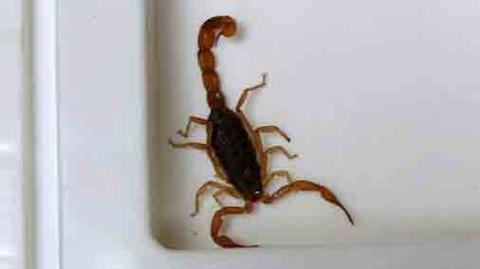 Paczka ze skorpionami