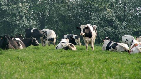 Słowacka weterynaria uspokaja: krowy, które trafiły do Polski są zdrowe