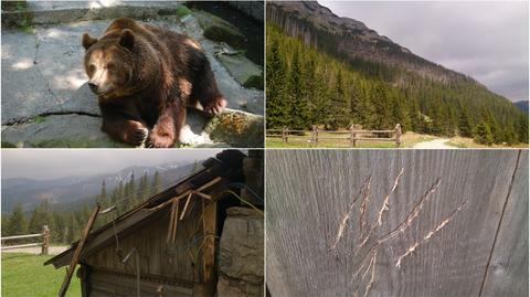 Wizyta niedźwiedzia w schronisku