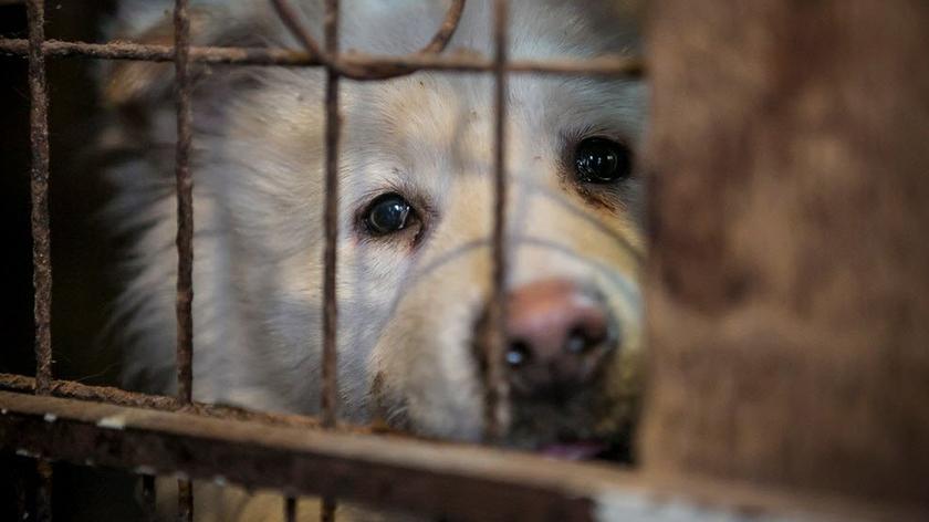 Z farmy w Korei Południowej uratowano 55 psów