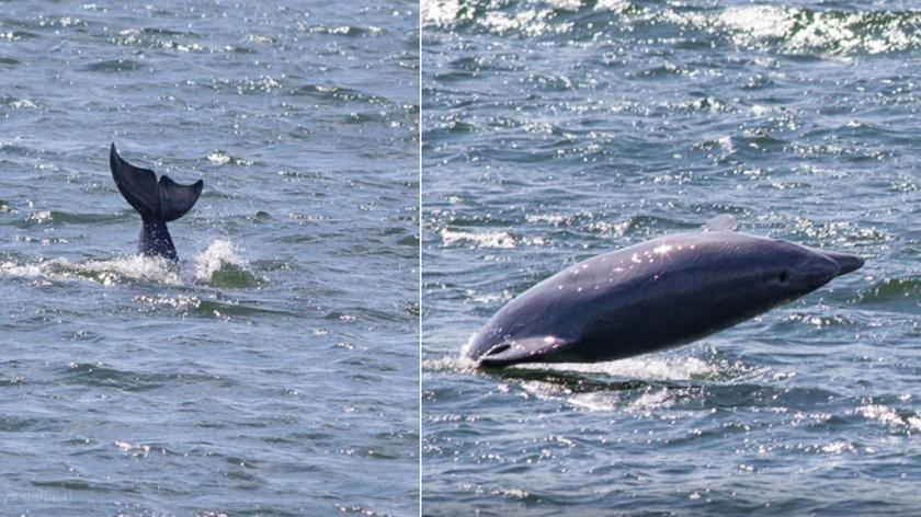 Delfiny w Bałtyku