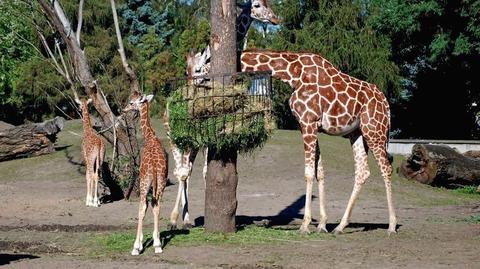 Żyrafie chrzciny w zoo