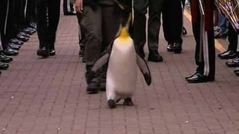 Sir... pingwin