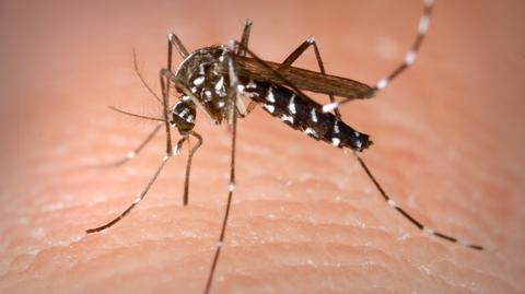 Naturalnie najskuteczniej - jak się bronić przed komarami?