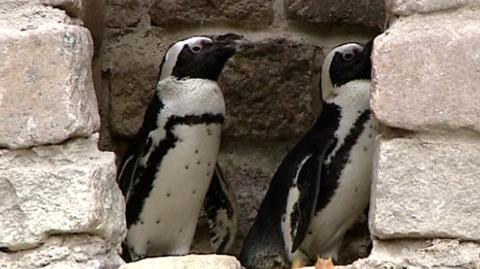 Historia o rodzinie pingwinów ma uczyć małe dzieci tolerancji. Młodzież Wszechpolska takie nauki chce wysłać na Antarktydę