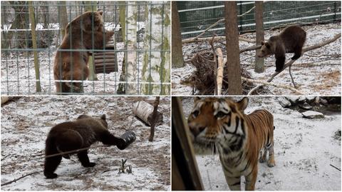 Pierwsze śnieżne harce w poznańskim zoo