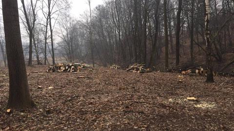 W krakowskiej dzielnicy Swoszowice wycięto właśnie cały las