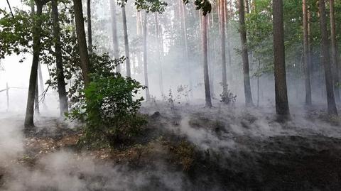 Szereg podpaleń w lasach wokół Węglińca
