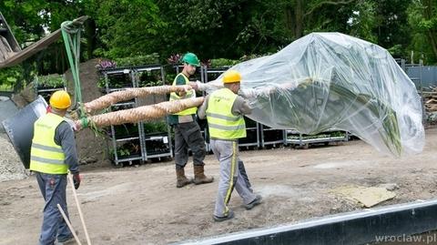 Nowe drzewa już powstającym we Wrocławiu Afrykarium