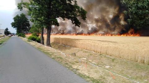 Pożar w Jadwigowie pod Jarocinem. Spłonęło ponad 100 hektarów pola ze zbożem