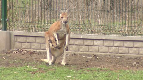 Łódzki kangur wyjrzał wreszcie z torby