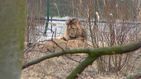 Lwy z gdańskiego zoo znowu razem