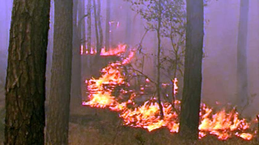 Z dymem poszło około 20 hektarów lasu