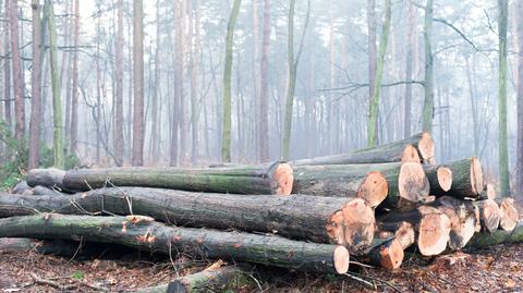 Wycinka drzew w Puszczy Białowieskiej. Zdjęcia z drona