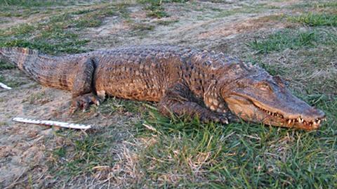 Krokodyl wyłowiony z Warty