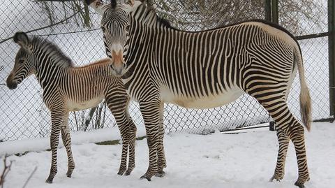 W poznańskim zoo urodziła się mała zebra