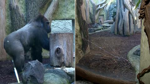 Turyści zdenerwowali goryla z opolskiego zoo