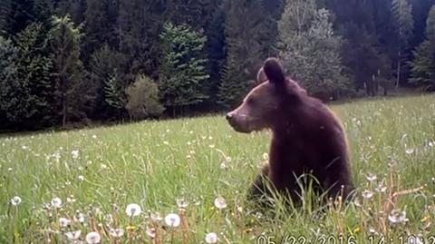 Fotopułapka uchwyciła rocznego niedźwiadka