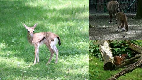 W poznańskim zoo urodziły się trzy nowe antylopy