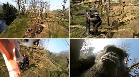 Szympans - dron 1:0. Sprawdź jak zwierzę pokonało technologię