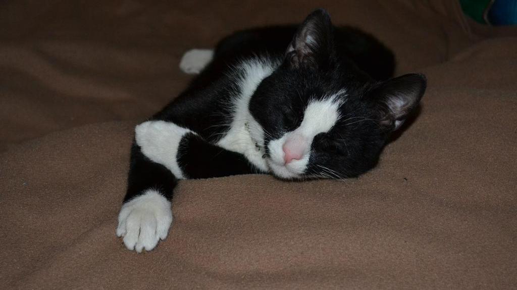 Figaro