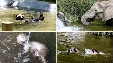 "Trochę wody dla ochłody" - zwierzęta kontra upał w poznańskim zoo