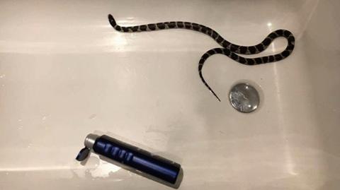 Wąż znaleziony w wannie