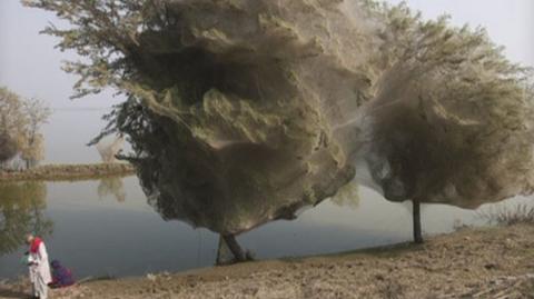Milony pająków rozpięły sieci na drzewach