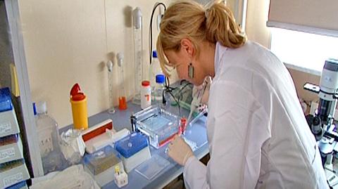 W próbkach nie znaleziono wirusa świńskiej grypy
