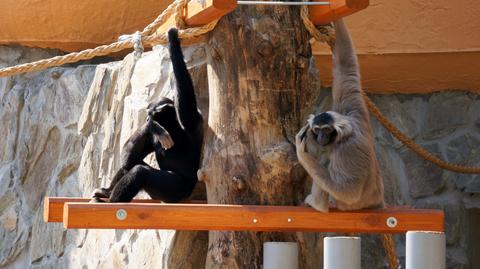 Gibony z wrocławskiego zoo