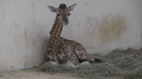 Mała żyrafa przyszła na świat w zoo w Opolu