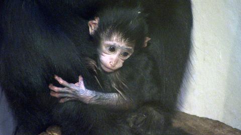 Mała małpka nie rozstaje się ze swoją mamą