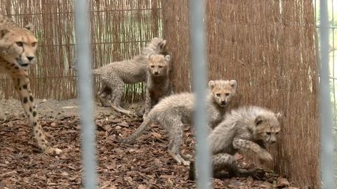 W opolskim zoo urodziło się osiem gepardów