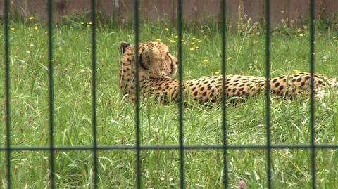 Gepardy ze śląskiego zoo będą miały nowy wybieg