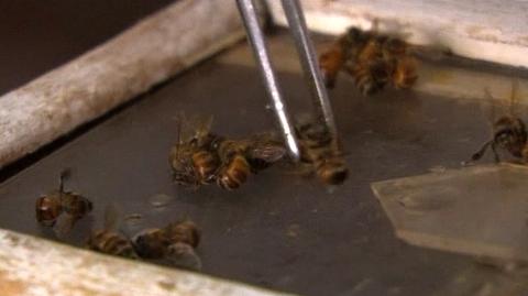Leczenie pszczelim jadem